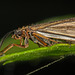 Die Köcherfliege (Trichoptera) am Laufsteg :))  The caddisfly (Trichoptera) on the catwalk :))  La phrygane (Trichoptera) sur le podium :))