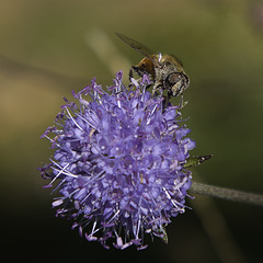 Butineuse au travail.