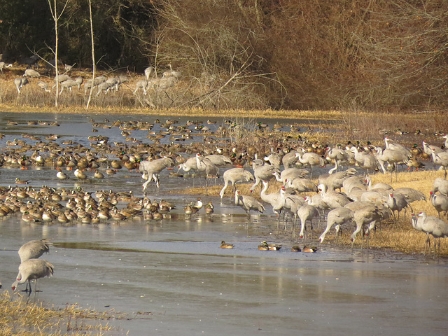 Sandhill cranes and assorted ducks