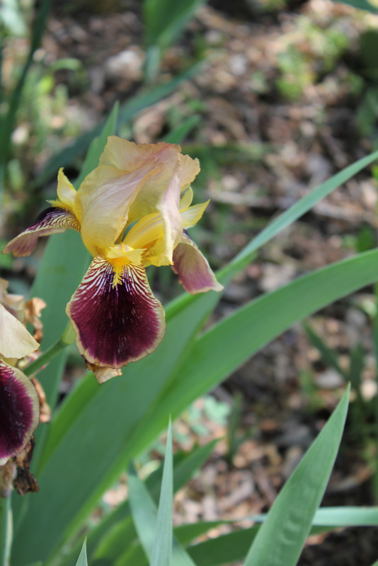 "Purple Gold " sur La Garenne