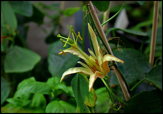 Passiflora aurantia (2)