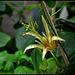 Passiflora aurantia (2)