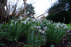 Snowdrops at Lacock Abbey