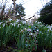 Snowdrops at Lacock Abbey