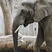 Elefant vom Basler Zoo