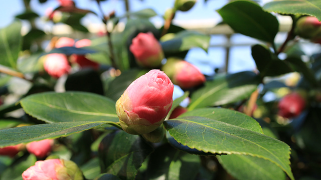 Kamelienblüte