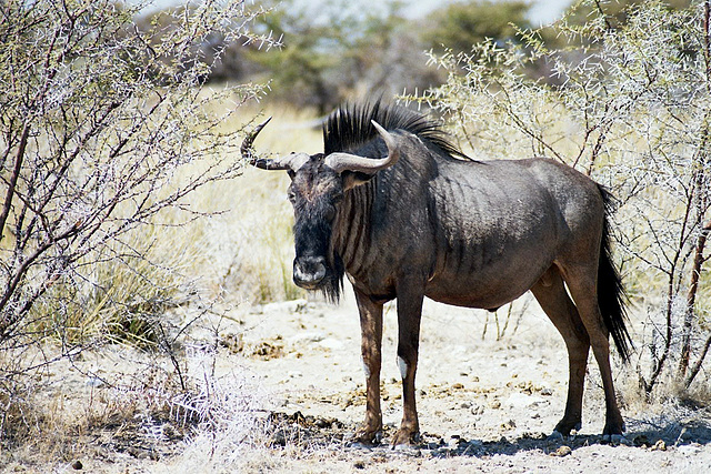 Und was ist Gnu?