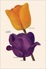 Garden Bulbs In Color (3), 1938/1945