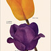 Garden Bulbs In Color (3), 1938/1945