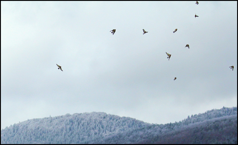chardonnerets en approche