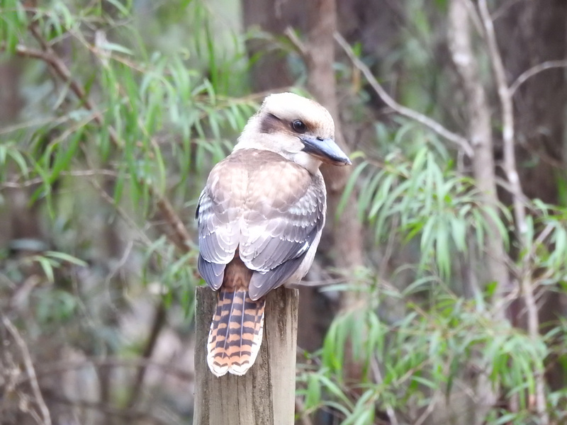 Kookaburra