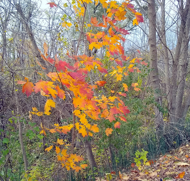 Sugar maple leaves