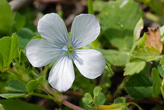 Linum usitatissimum