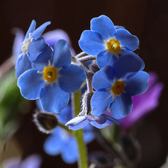 Myosotis