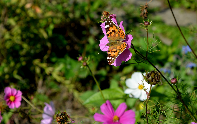 Painted lady