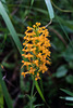 Platanthera cristata (Crested Fringed orchid)