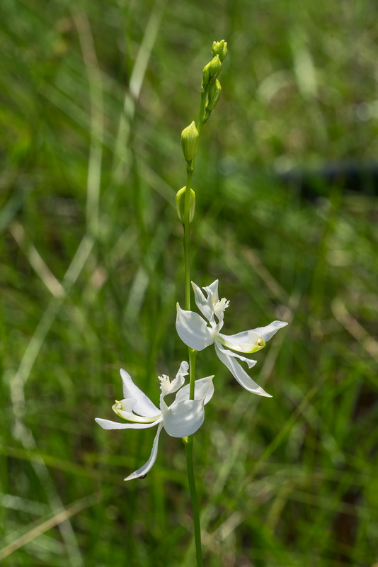 Calopogon pallidus (Pale Grass-pink orchid)