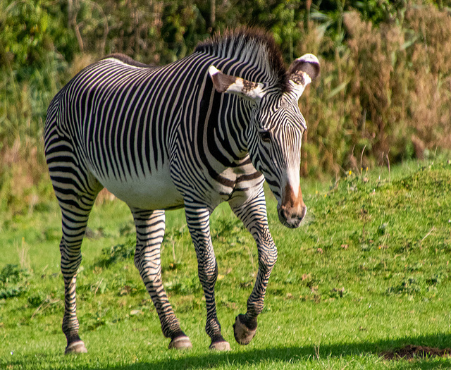 Zebra