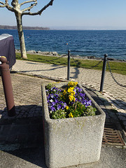 Frühlingstag an der Promenade von Saint-Prex