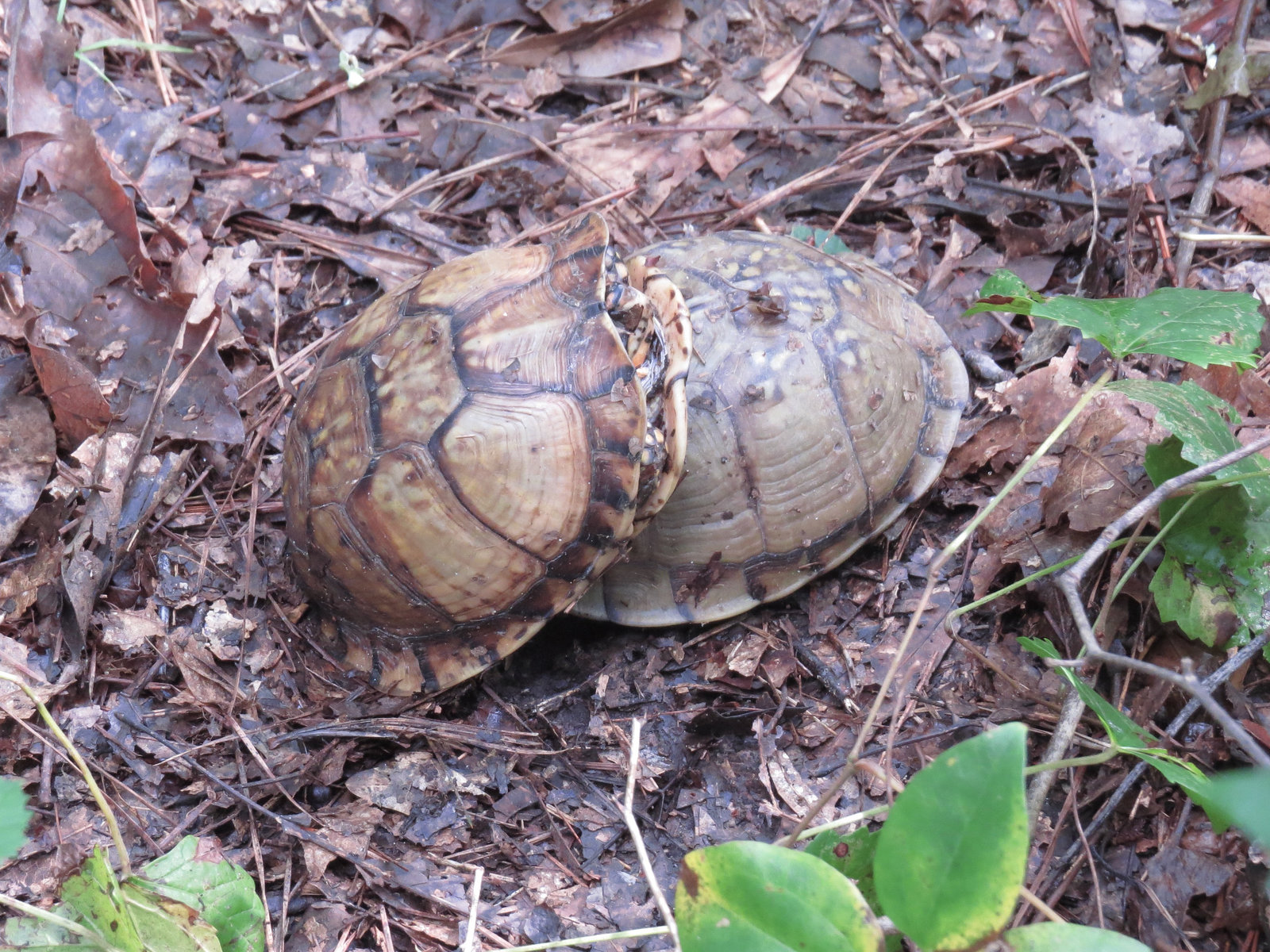 Box turtles