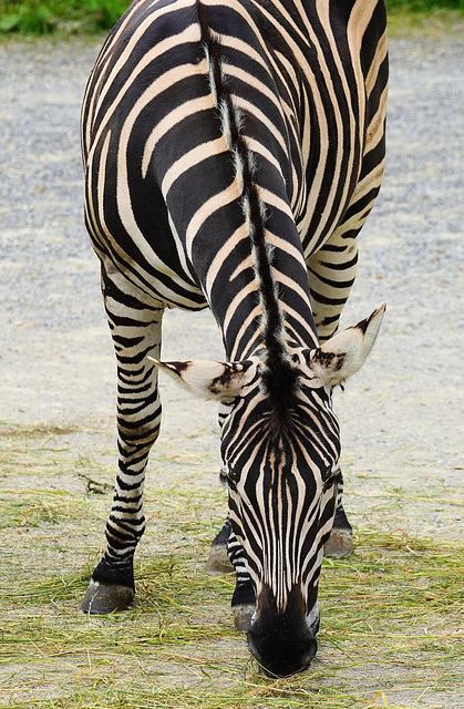 Zebra