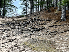 Pine root system needed to stand up straight in the Culbin Sands