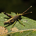 IMG 7240 Grasshopper