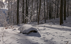 Waldstück auf dem Randen