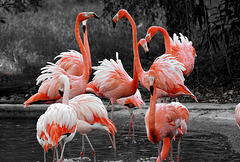 Flamants rouges