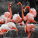 Flamants rouges