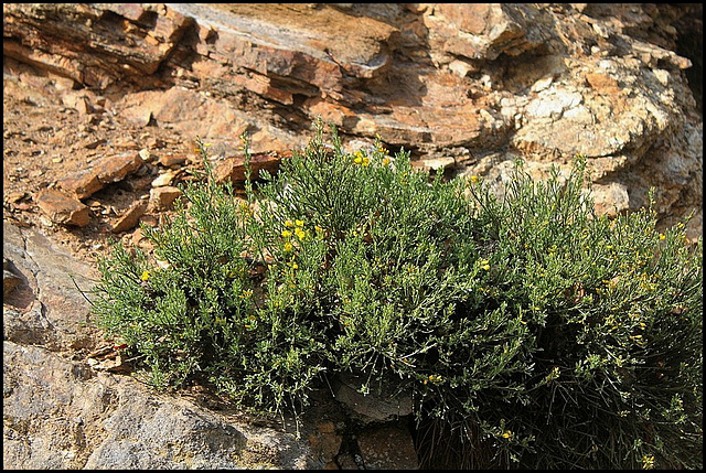 Genista pilosa 2 (3)