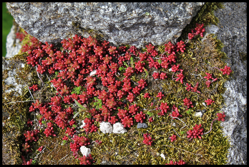 Sedum album (2)