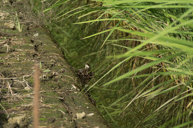 Frogs in the paddy