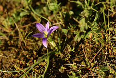 Romulea requienii