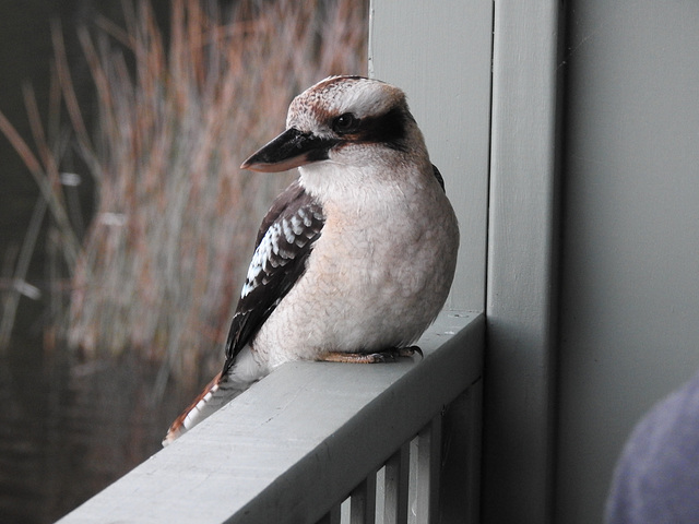 Kookaburra von vorne