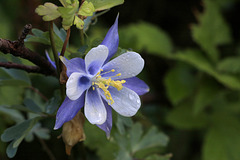 Colorado Blue Columbine