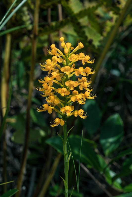 Platanthera cristata (Crested Fringed orchid)