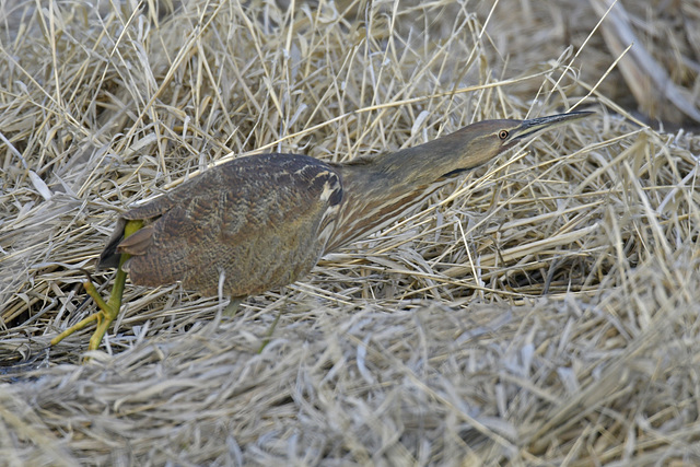 American Bittern