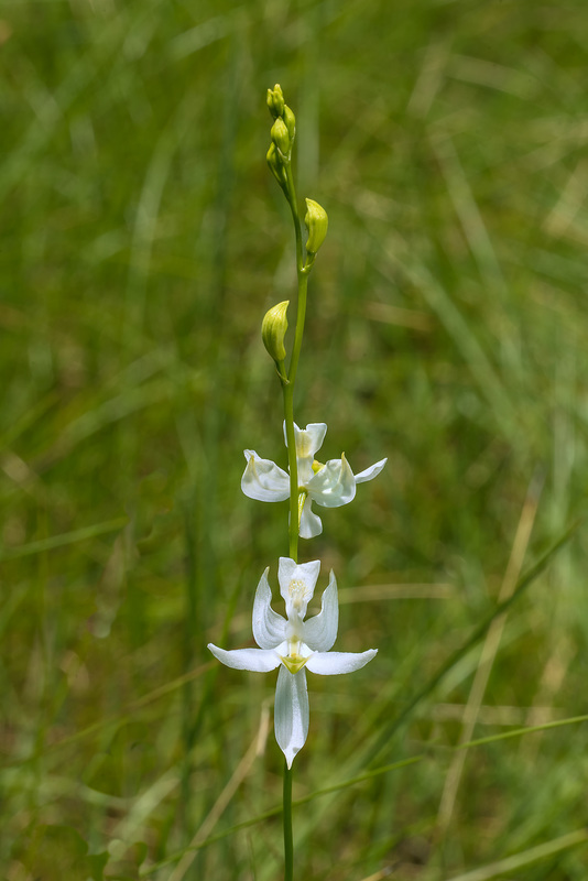 Calopogon pallidus (Pale Grass-pink orchid)