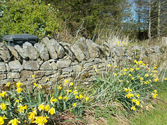 SoS[22] Dry Stone Wall & daffs  {24 of 23}