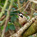 Great spotted woodpecker