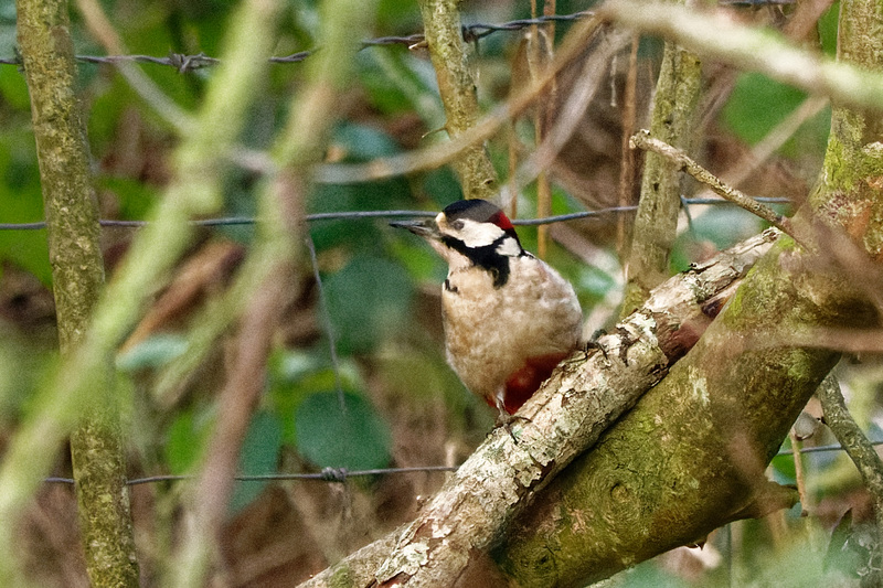 Great spotted woodpecker