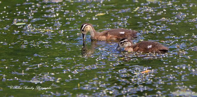 Bébé canard branchu