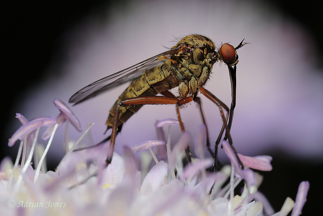 Empis sp.