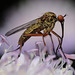 Empis sp.