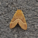 Oak Eggar moth
