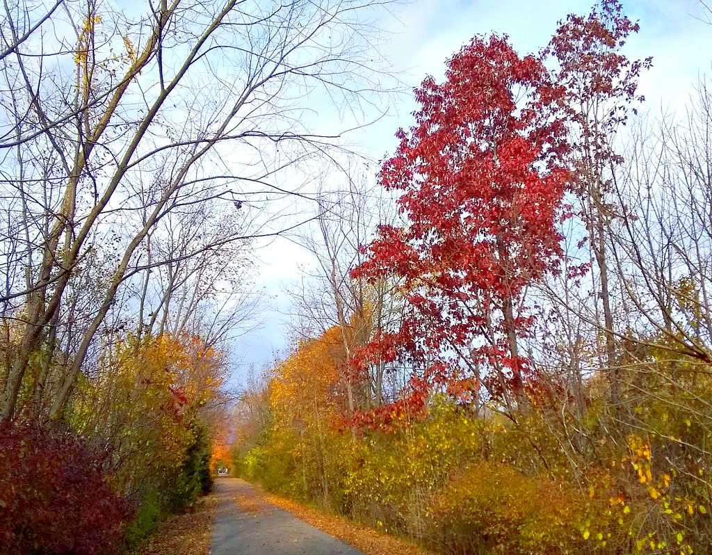Red oak on trail