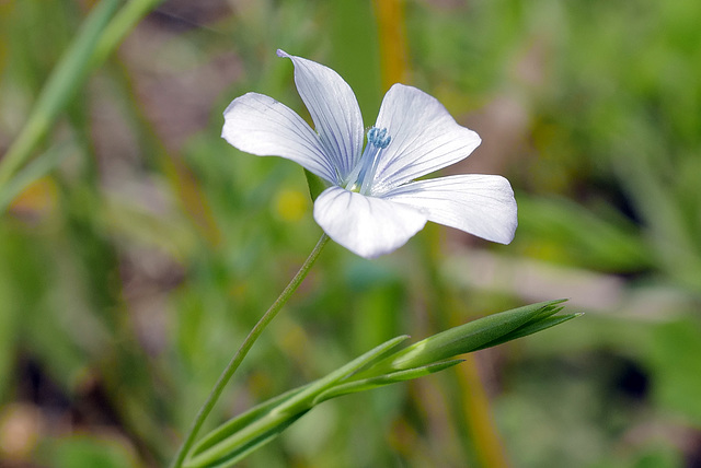 Linum usitatissimum