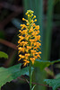 Platanthera cristata (Crested Fringed orchid)