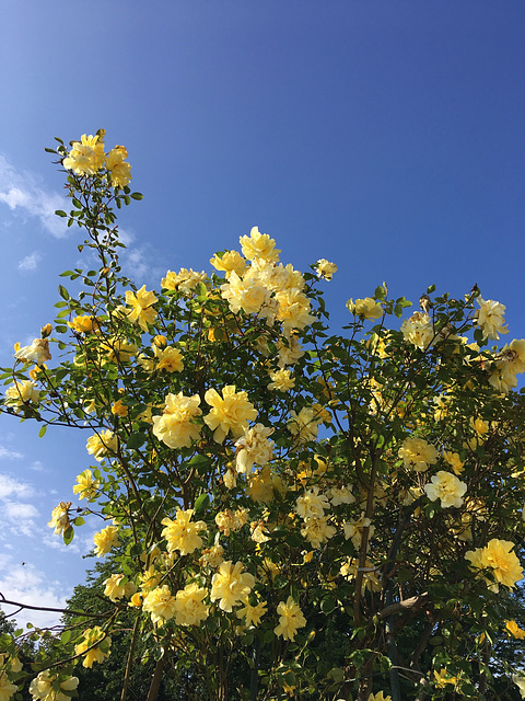 Rosier jaune